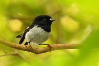 Lejscik novozelandsky severni - Petroica macrocephala toitoi - North Island Tomtit - miromiro 2429u